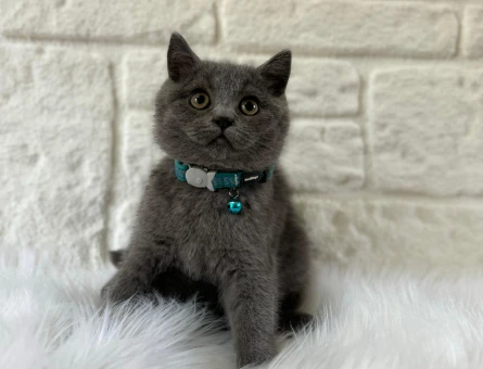 British Shorthair Erkek 2 Aylık