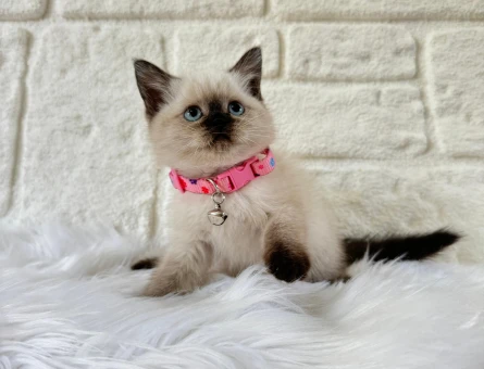 British Shorthair Çikolata Point 2 Aylık
