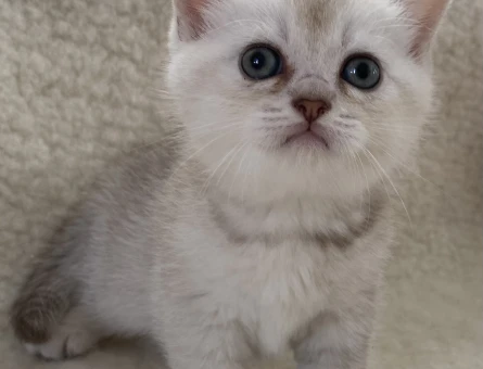 British  short hair yavru kedi