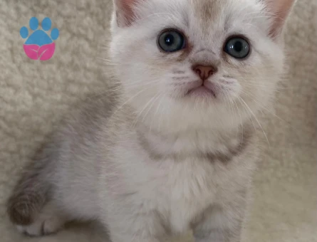 British  short hair yavru kedi