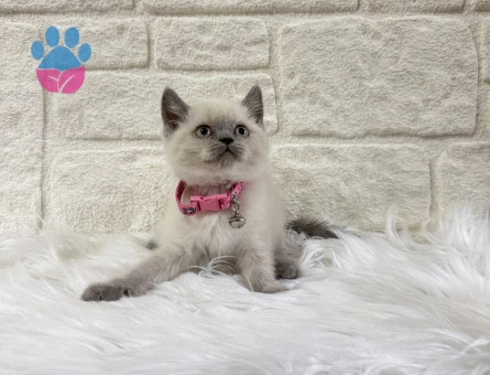 British Shorthair Blupoint Dişi Yavrumuz