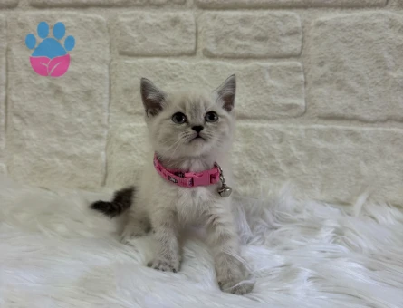 British Shorthair Lynx Point 2 Aylık Dişi Bebeğimiz