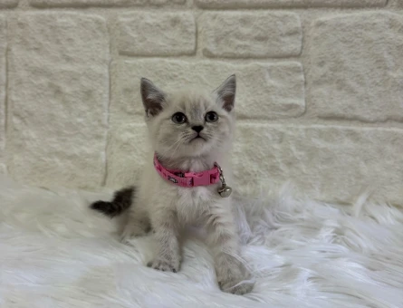 British Shorthair Lynx Point 2 Aylık Dişi Bebeğimiz
