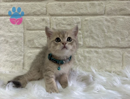 British Shorthair Cream Tabby Erkek Yavrumuz