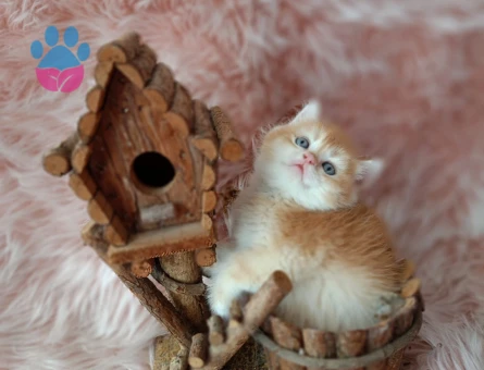 British Shorthair Golden Ny11 Erkek Sevimli Yavrularımız