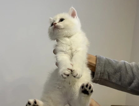 45 günlük yavru british shorthair