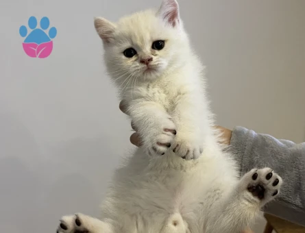 45 günlük yavru british shorthair