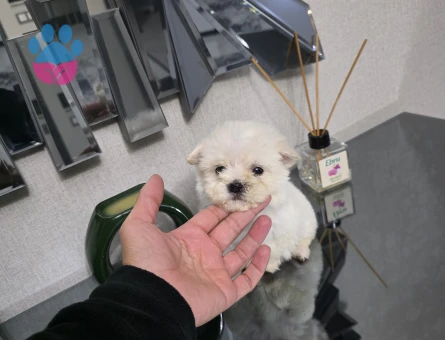 Kore maltese terrier minnaklarım - 10057