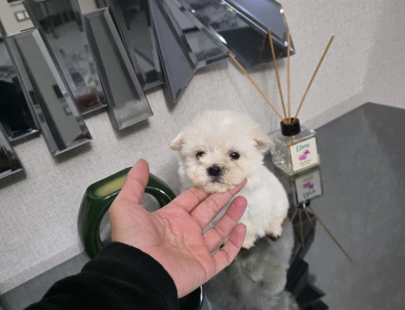 Kore maltese terrier minnaklarım - 10057