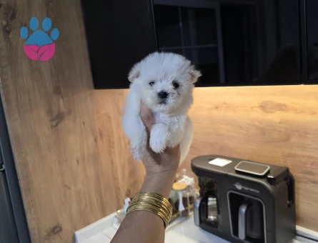 Kore maltese terrier minnaklarım - 10057 - Görsel 4