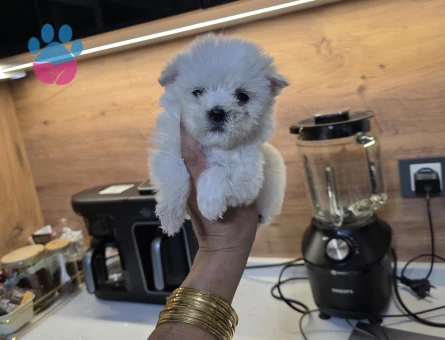 Kore maltese terrier minnaklarım - 10057 - Görsel 5