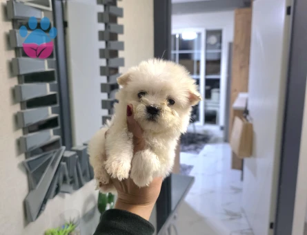 Kore maltese terrier minnaklarım - 10057 - Görsel 3