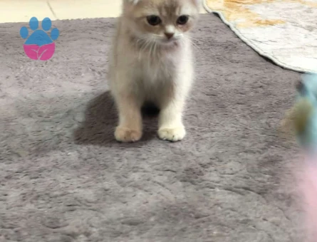 British Shorthair 25 Aylık - 10059 - Görsel 2