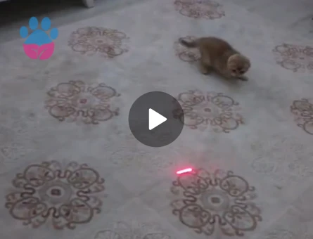 British Shorthair 25 Aylık - 10059 - Görsel 3