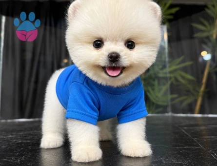 POMERANIAN ÜRETİM ÇİFTLİĞİNDEN - 10063 - Görsel 3