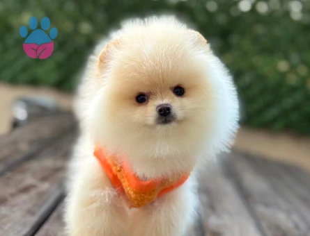 POMERANIAN ÜRETİM ÇİFTLİĞİNDEN - 10064
