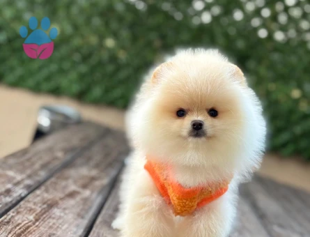 POMERANIAN ÜRETİM ÇİFTLİĞİNDEN - 10064 - Görsel 3