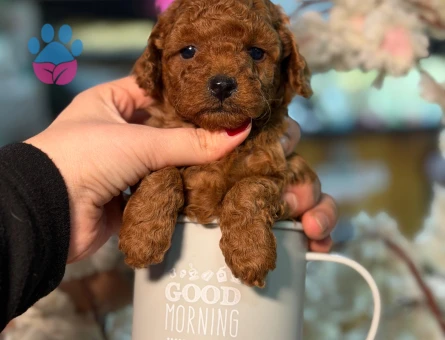 POODLE ÇİFTLIGINDEN - 10065 - Görsel 4