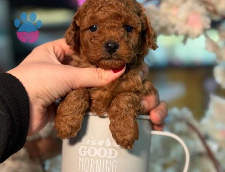 POODLE ÇİFTLIGINDEN - 10065 - Görsel 2