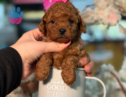 POODLE ÇİFTLIGINDEN - 10065 - Görsel 3