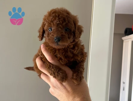 55 günlük Toy poodle redbrown - 10067 - Görsel 3