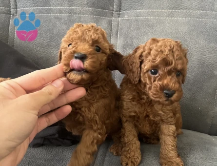55 günlük Toy poodle redbrown - 10067