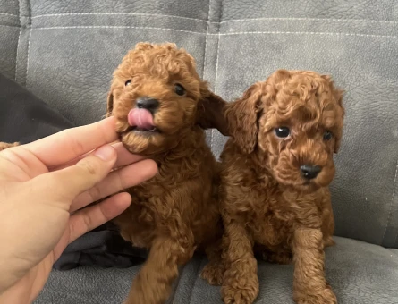55 günlük Toy poodle redbrown - 10067