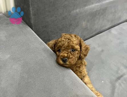 55 günlük Toy poodle redbrown - 10067 - Görsel 4