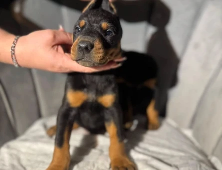 King Doberman Erkek ve Dişi Yavrular Sizlerle - 10068