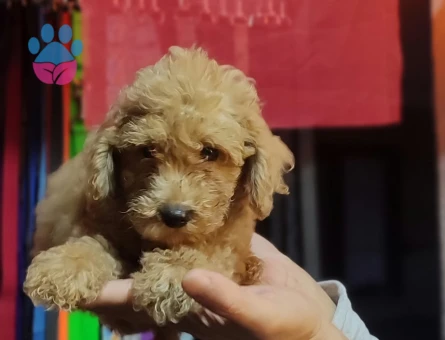Uyguna Apricot ToyPoodle - 10069