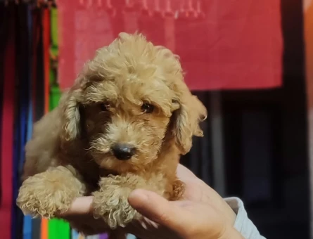Uyguna Apricot ToyPoodle - 10069