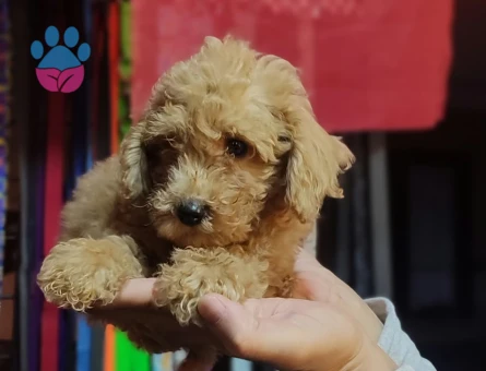 Uyguna Apricot ToyPoodle - 10069 - Görsel 3