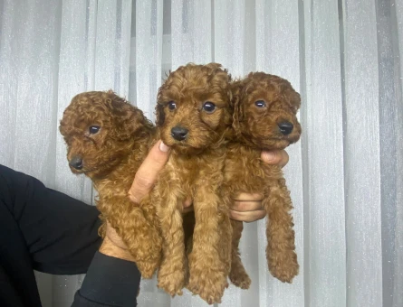 Poodle bebekler - 10070