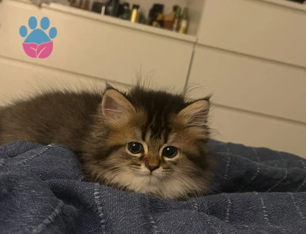 British Longhair Kısır 3 Yaşında - 10074 - Görsel 2