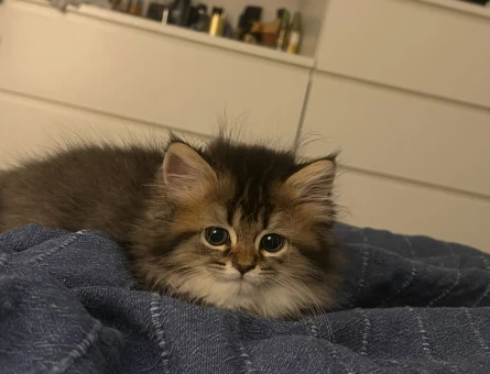 British Longhair Kısır 3 Yaşında - 10074