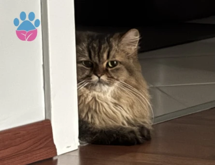 British Longhair Kısır 3 Yaşında - 10074 - Görsel 3
