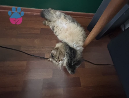 British Longhair Kısır 3 Yaşında - 10074 - Görsel 5