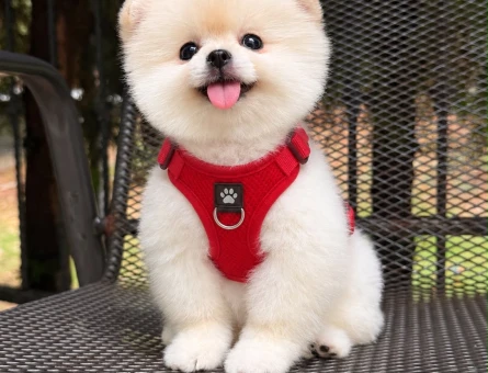 IRK GARANTİLİ POMERANIAN BOO YAVRULARI - 10076