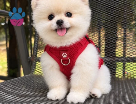 IRK GARANTİLİ POMERANIAN BOO YAVRULARI - 10076 - Görsel 3