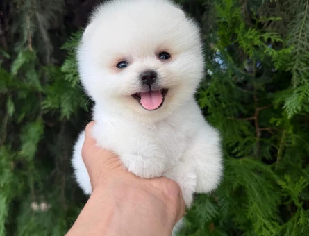 MÜKEMMEL KALİTE POMERANIAN YAVRULARI - 10077