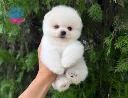 MÜKEMMEL KALİTE POMERANIAN YAVRULARI - 10077 - Görsel 3