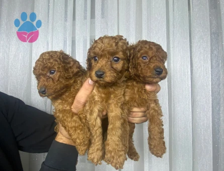 Poodle minnaklarım teslime hazır - 10078
