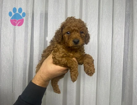 Poodle minnaklarım teslime hazır - 10078 - Görsel 3