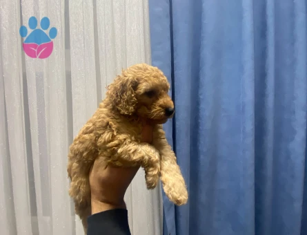 Poodle minnaklarım teslime hazır - 10078 - Görsel 4