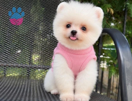 BİBLO GİBİ ÇOK ÖZEL POMERANIAN BOO BEBEKLER - 10080 - Görsel 3