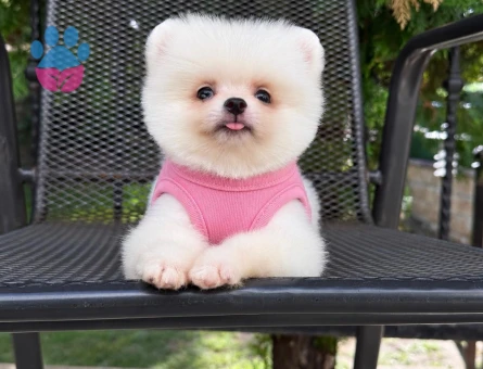 BİBLO GİBİ ÇOK ÖZEL  POMERANIAN BOO BEBEKLER - 10080