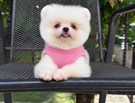 BİBLO GİBİ ÇOK ÖZEL  POMERANIAN BOO BEBEKLER - 10080
