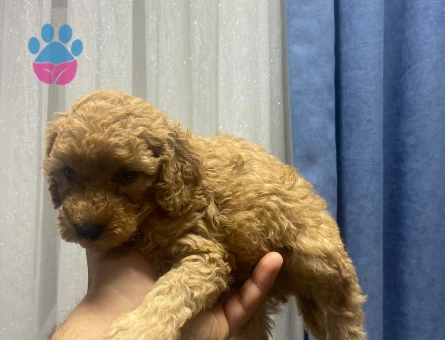 Poodle minnaklarım teslime hazır - 10078 - Görsel 5