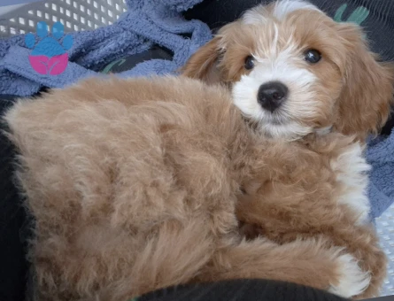 3 aylık erkek maltipoo - 10082 - Görsel 2