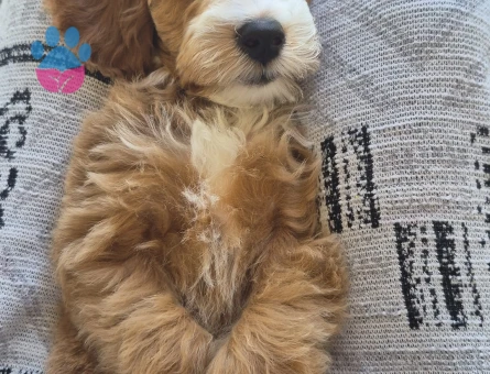 3 aylık erkek maltipoo - 10082 - Görsel 4